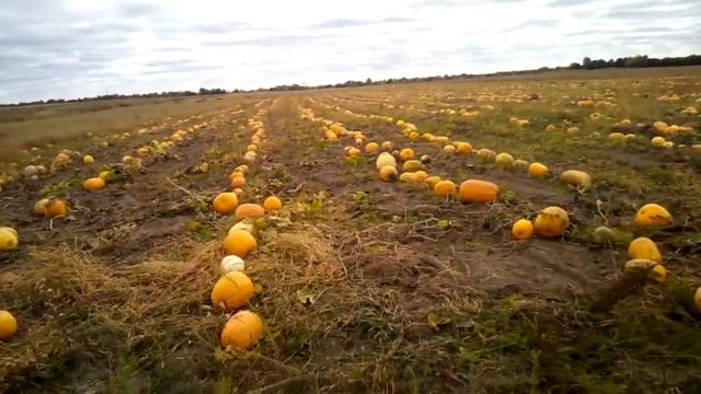 Гарбузи 2020р. смотреть онлайн