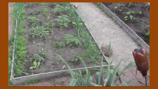 Совмещенные посадки - обзор 11 мая 2016. Открытый грунт. Дачный видеодневник смотреть онлайн