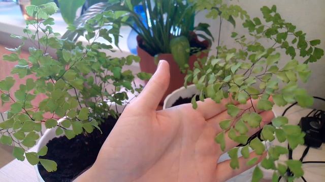 Комнатные растения, мои новинки Мирсина, Адиантум