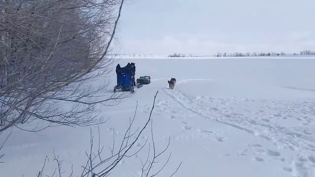 Зимние забавы и заботы. За дровишками в лес на мотособаке. смотреть онлайн