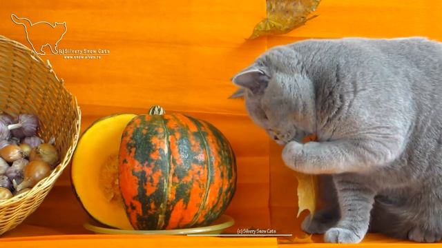 Британская кошечка Grace и тыква. Фотосессия -взгляд изнутри. смотреть онлайн