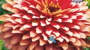 Цинния обыкновенный Свизл Черри энд Айвори ? обзор: как сажать, семена циннии Свизл Черри энд Айвор