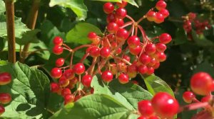 Guelder rose (Viburnum opulus) - fruit - July 2018