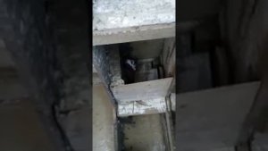 Краснодарские бойные голуби - Артамоны старопородние