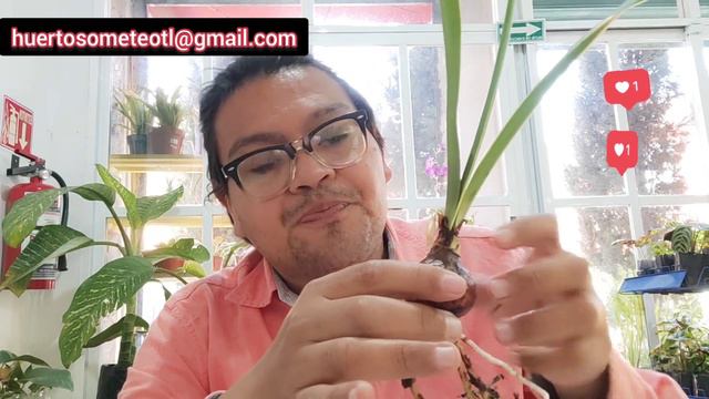 CAMOTES CHIQUITOS Y GRANDOTES смотреть онлайн