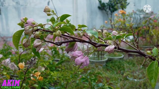 Bunga kertas Tanglong pink смотреть онлайн