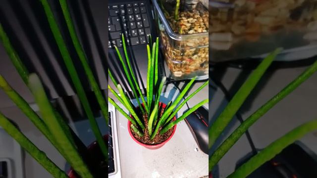 Office Desk Plant - African Spear (Snake Plant)