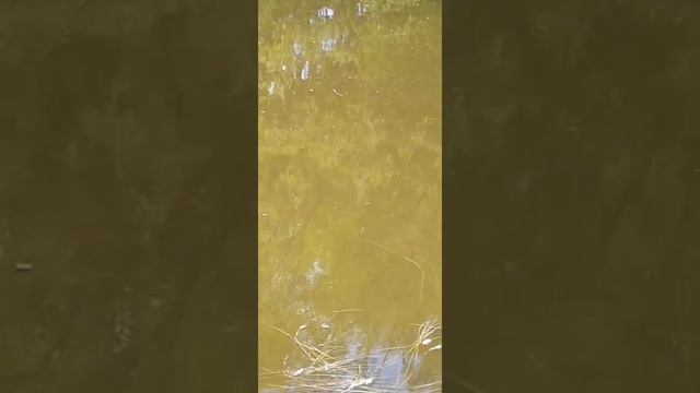 рыбачим с д.Толей на реке чик смотреть онлайн