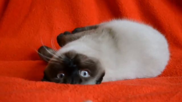 Элитные шотландские котята редкого окраса - котята для Вас! Купить котенка? Питомник предлагает. смотреть онлайн