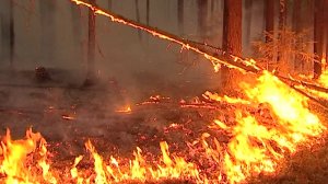 В лесах Свердловской области отменен режим ЧС, но продлен особый противопожарный режим