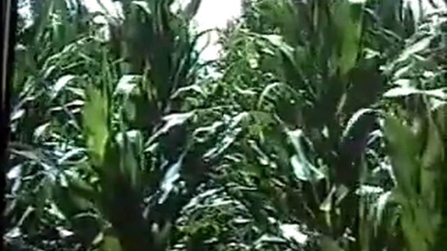 Биошунгит - использование шунгита в сельском хозяйстве Казахстана смотреть онлайн