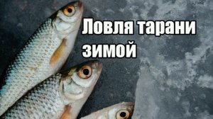 Как ловить плотву Как найти плотву Зимой