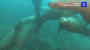В Приморье удалось снять на видео танец морских львов