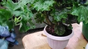 #302.Частичное обновление грунта у пеларгонии.Обрезка.Черенкование.