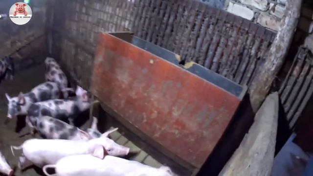 Закончил сектор на щелевых полах смотреть онлайн