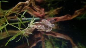 Нерест отоцинклюсов негрос