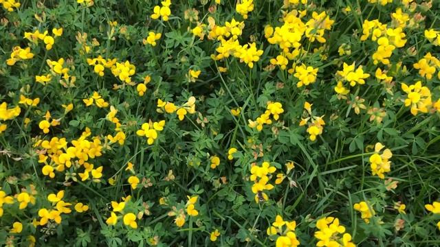 «Желтый клевер» или это другие растения? смотреть онлайн
