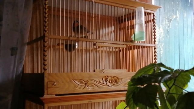 Cоловей красношейка. Скромный голос тайги. смотреть онлайн