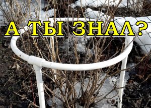 СМОРОДИНА: обязательно сделайте ЭТО весной!???
