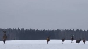 ЛЕГЕНДА ПЛЕМЕНИ САУК_Как Висакё отучил оленей охотиться на людей