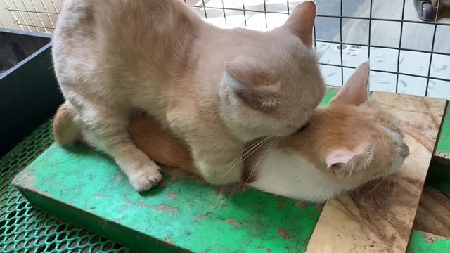 Cat in heat ? || Bơ vs MiMo3 || Munchkin Mate || Cat breeding ? смотреть онлайн