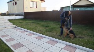 Что делать если собака кидается на других собак или прохожих.