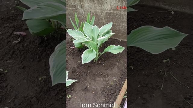 хоста Tom Schmid смотреть онлайн