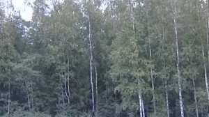 Восстановление лесов Вологодчины