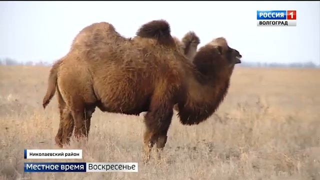 В Николаевском районе развивают верблюдоводство
