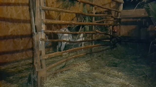 Венерические заболевания у коз. Миф или реальность?
