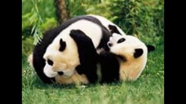 ♥Слайд Шоу "Пандочки"♥ смотреть онлайн