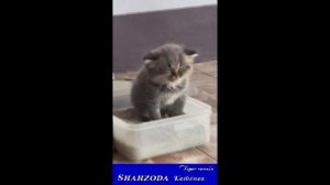 Shahzoda - Котенок _Tiger remix