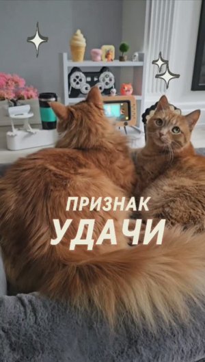 Всех рыжиков поздравляем с их днем!🐈🧡 #животные #котики #рыжие