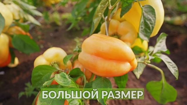 Перец цесаревич описание сорта. Перец цесаревич описание сорта