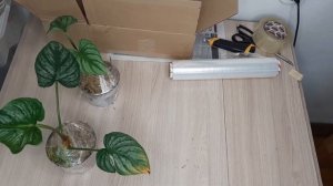 УПАКОВКА РАСТЕНИЙ /КАК ОТПРАВИТЬ ЦВЕТЫ ПОЧТОЙ РОССИИ / ПОДГОТОВКА