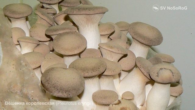 Вёшенка королевская (Pleurotus eryngii)