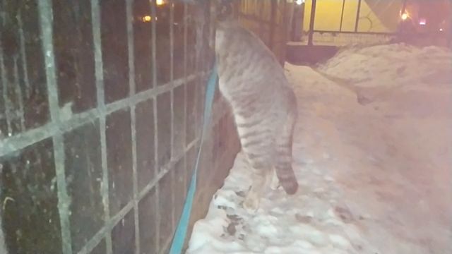 Ёжик ты где? смотреть онлайн