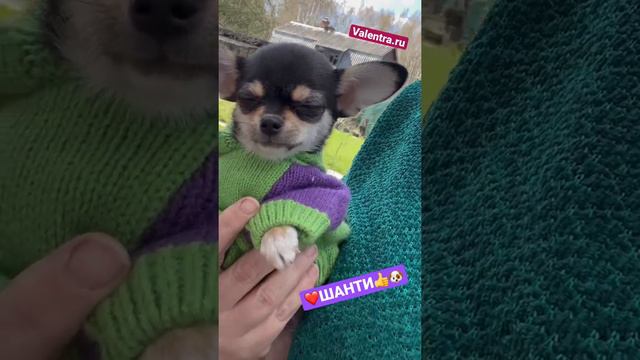 Мини девочка чихуахуа. смотреть онлайн