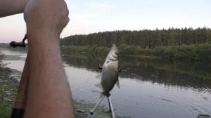 Там где обитают дикие сазаны