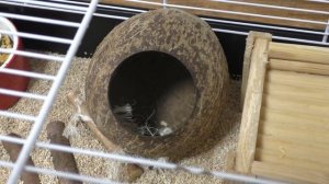 Аллергия у сирийского хомяка Уборка в клетке хомяка