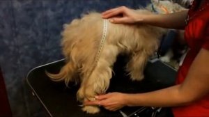 Как снять мерки с собаки, для заказа пошива комбинезона в онлайн-ателье.