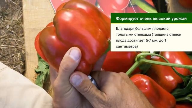 Геркулес F1 / Hercules F1,75 дней - Перец, Clause смотреть онлайн