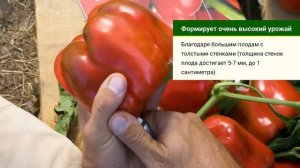 Геркулес F1 / Hercules F1,75 дней - Перец, Clause