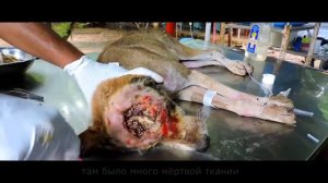 Ужасная открытая рана на голове собаки