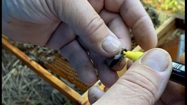 Учимся метить матку пчелы. Аполитка