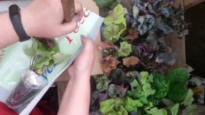 Огромная РАСПАКОВКА посылки с Гейхерами!!!!😍😍😍