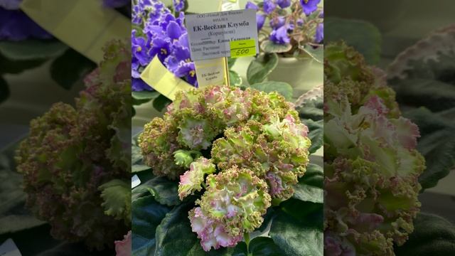 Пятый съезд селекционеров в Доме фиалки . Москва 2023г. смотреть онлайн