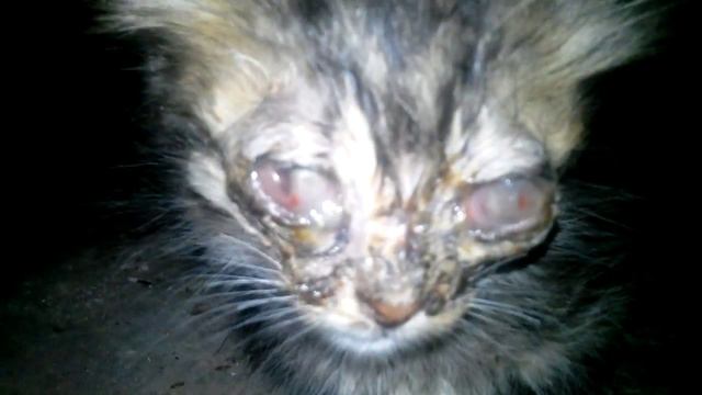 Котенок зомби