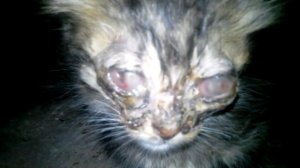 Котенок зомби