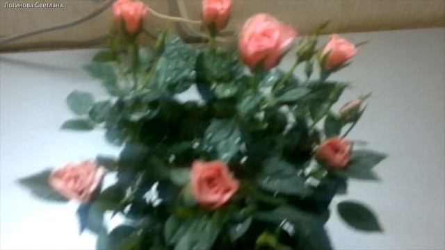 Моя роза "Кордана". Ухаживаем за Комнатной Розой. Часть 1. В день покупки. смотреть онлайн